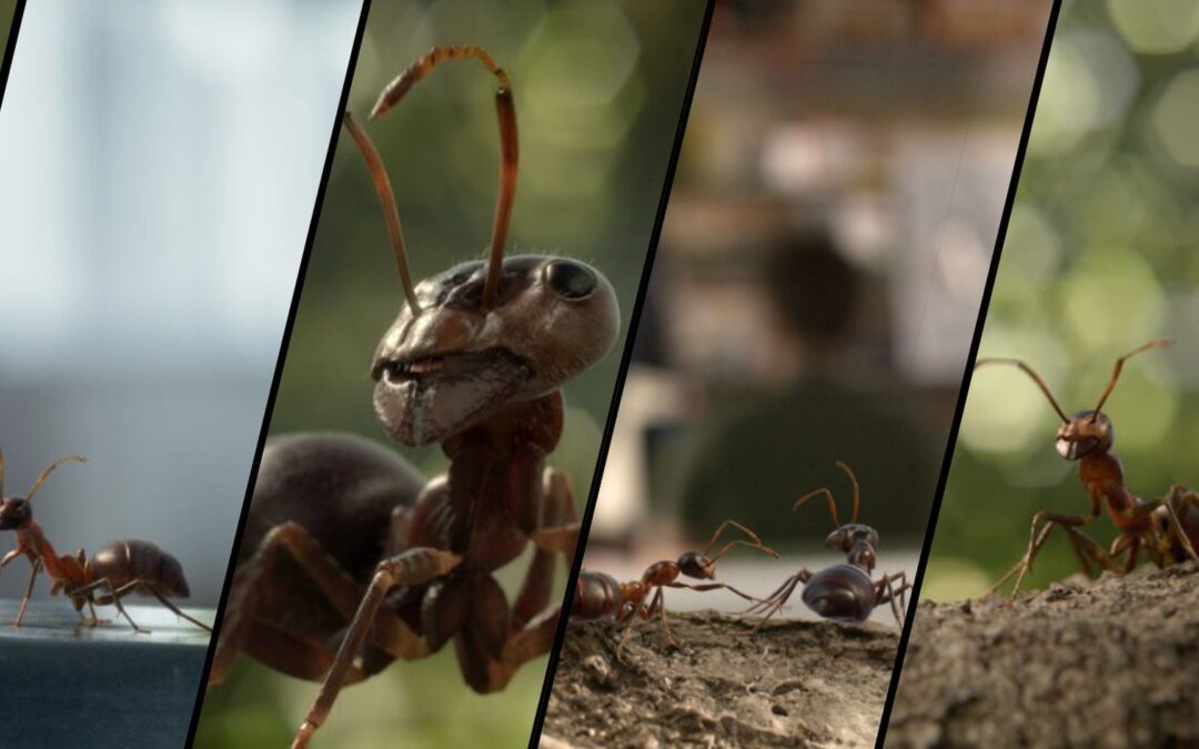 SFR – Les fourmis